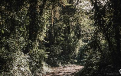 Monteverde cloud forest