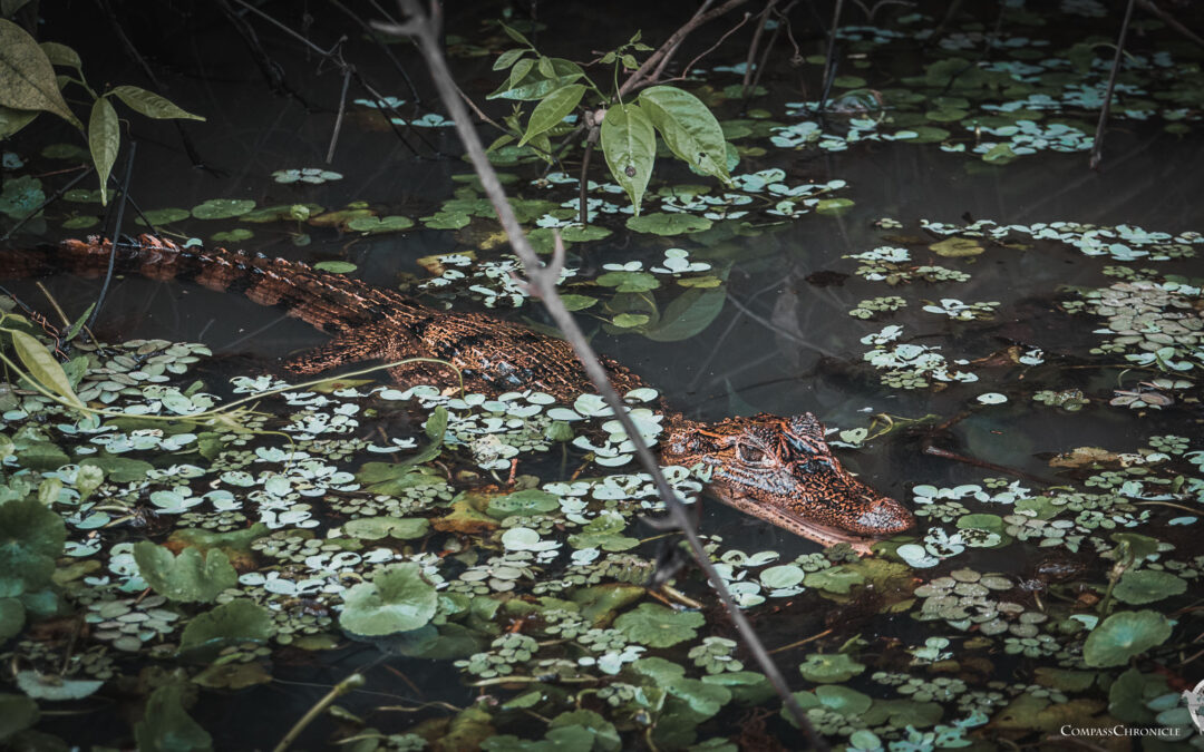 Nationalpark Tortuguero