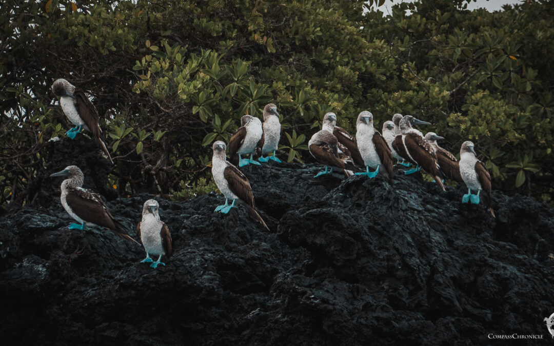 Galápagos