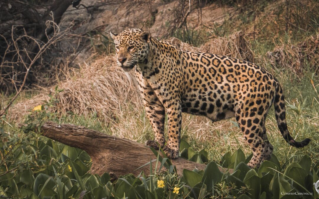 Pantanal