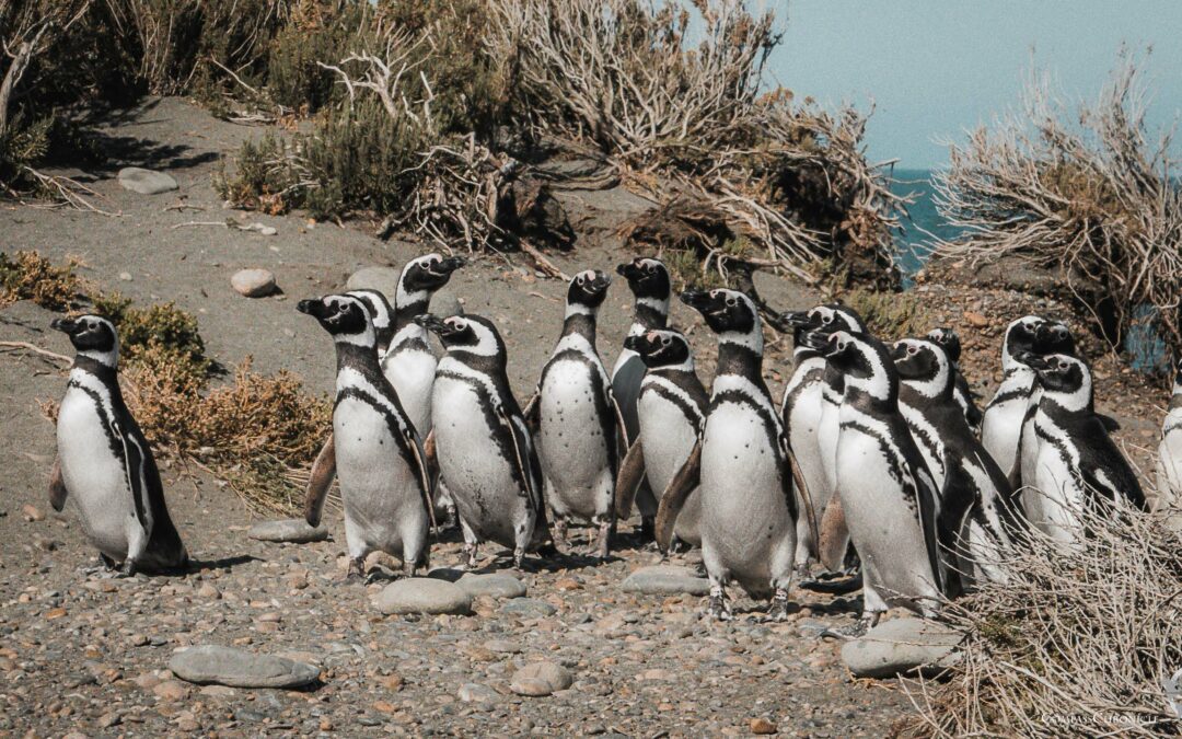 Magellanic penguins at Cabo Virgenes